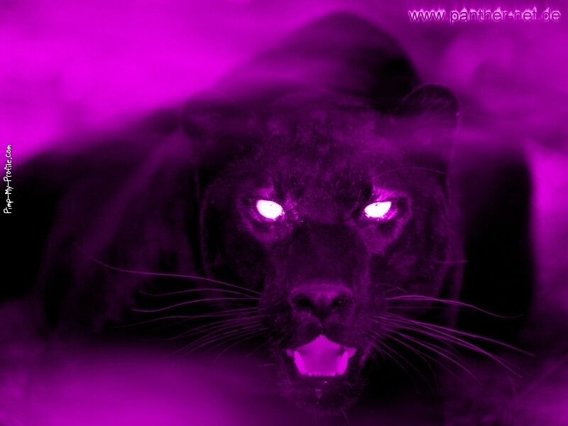 Purple Panther Facebook Timeline Cover Backgrounds - Pimp-My-Profile.com