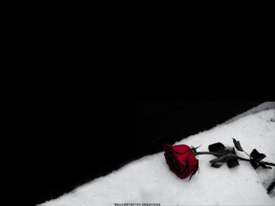 Red Rose in the Snow Facebook Timeline Cover Backgrounds -  