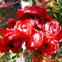 Red Roses w/ White & Red Swirls