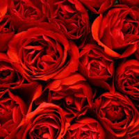Large Red Roses