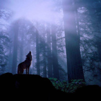 Wolf Howling in the Woodsi
