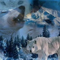 White Snow Wolves