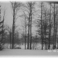 Winter Woods