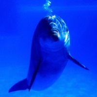 Dolphin in Blue Water