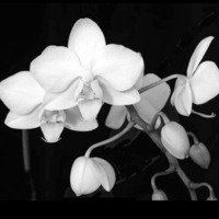 Black & White Orchids