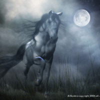 Wild Horse in Moonlight