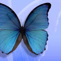 Big Blue Butterfly