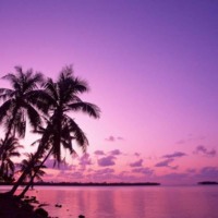 Purple Palm Tree Sunset