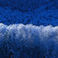 Blue Winter Forest