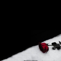 Red Rose in the Snow