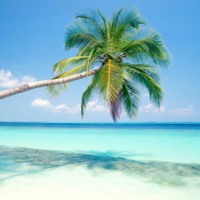 Palm Tree Over Clear Blue Waters
