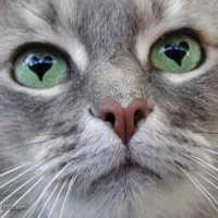 Cat Lovey Eyes
