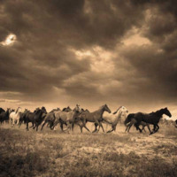 Running Wild Horses
