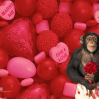 Monkey love