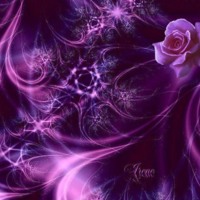 Purple Rose & Light Abstract