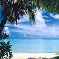Coconut Palm on Tropical Beach