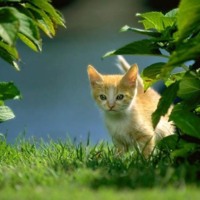 Spring Kitten