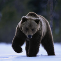 Big Bear in Snow