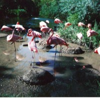 Flamingo in river