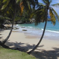 Palm Tree Beach