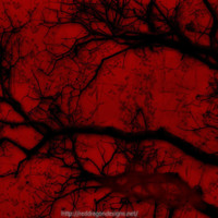 Black Tree Branches on Red
