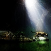 Jungle Leopard by Water