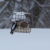 Little Bird in Snow