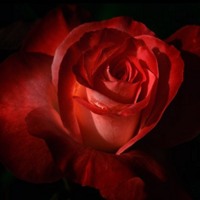 Red Orange Rose