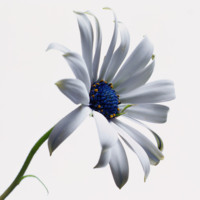Blue and White Daisy