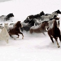 Wild horses in snow