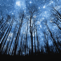 A forest of stars