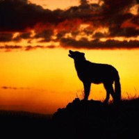 Wolf at Sunset