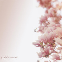 Cherry Blossoms on White