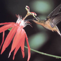 Hummingbird & Red Flower