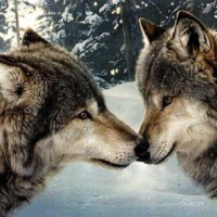 Snow Wolves