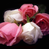 Pink & White Roses
