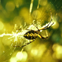 Garden Spider in Web