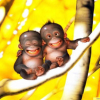 Chimp Babies