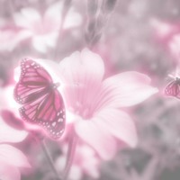 Pink Flowers & Butterflies