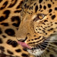 Leopard Licking