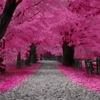 Pink Tree Lined Walkway