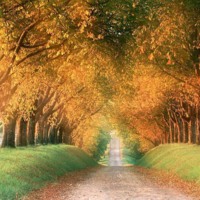 Fall Tree Lined Road