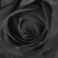 Dark Grey Rose w/ Dew