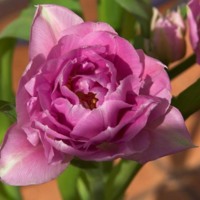 Many Petaled Pink Tulip