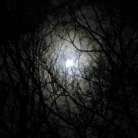 Twighlight Moon Through Trees