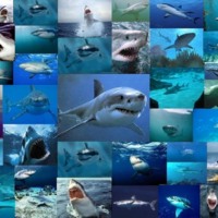 Shark collage