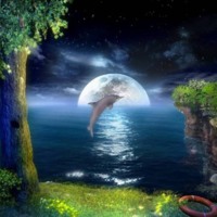 Dolphin Moonlight Swim